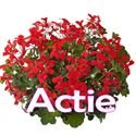 Bild von Geranium Hang P12 Actie Balkon rood